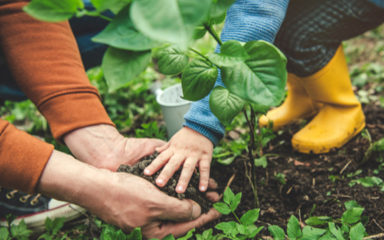 Get Paid to Plant a Tree!